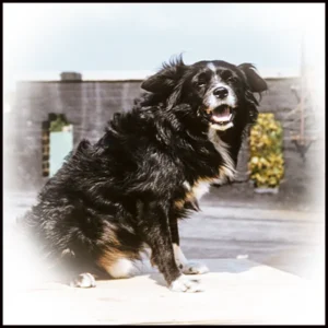 Blackie, the beloved pet of Ira Blacker. If you like books about family dysfunction, Blackie has his own chapter.