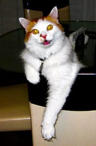 Butters Blacker. a cat with attitude.